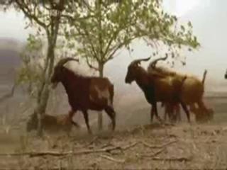 Guy mows down goats from a helicopter.