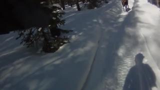 Moose attacks man on snowmobile - Pulls Glock.