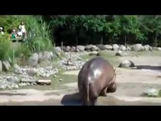 Gassy Hippo