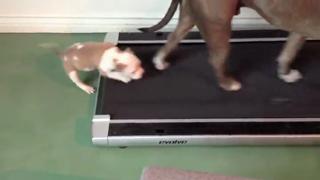 Determined Pitbull Puppy Rides The Treadmill