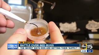 Smoking Bed Bugs to get HIGH