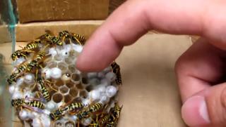 Crazy Guy Screws With a Yellow Jacket Nest
