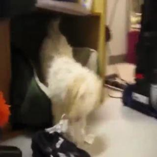 Puppy caught eating paper decides killing witness is the only way out