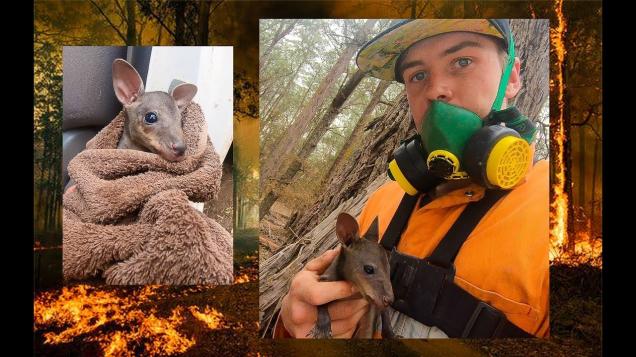 Firefighter Saves Baby Kangaroo During Australia's Brushfires - Feels ...