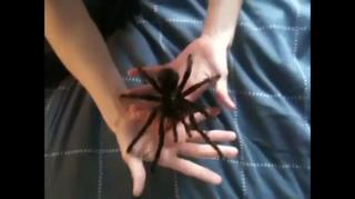 He Really like Spiders