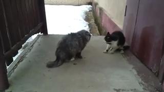 Cat Fight