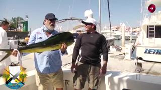 Sea Lion Steals Monster Fish