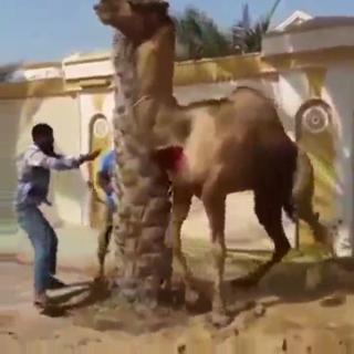 A Camel Gets His Revenge Warning Graphic