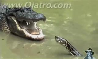 Python And Alligator Fight - Video | eBaum's World