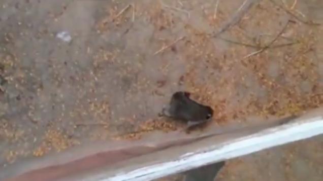 Angry Chimp Tosses A Raccoon Like A Rag Doll