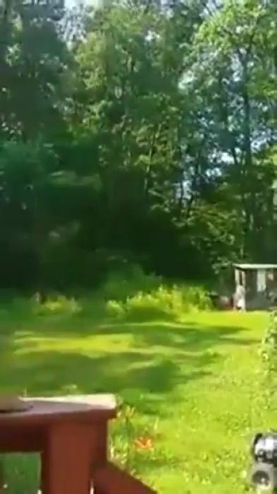 Girl Instantly Regrets Trying Out Her Dog’s New Shock Collar