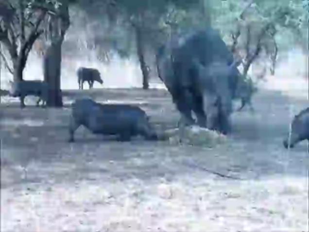 Rhino Doesn't Have Time To Deal With A Warthog