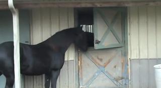 Horses Kept Disappearing, Now They Know Why