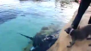 Feeding and Petting Wild Stingrays