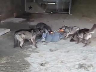Guy lets wolves attack him......