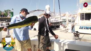 Sneaky Sea Lion Steals Monster Fish!