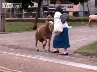 Goat apocalipse: Evil goat attacks innocent people at broad day