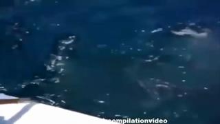 When Animals Attack caught on video Compilation HD