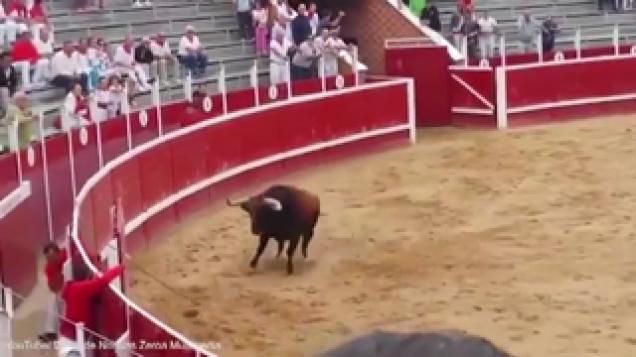 Two bulls are killed instantly as they smash head on...
