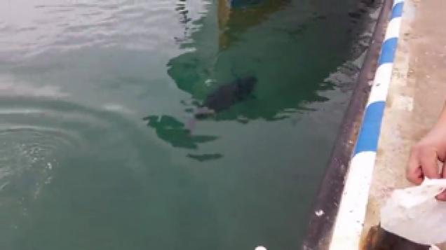 Tuna Swallows Seagull