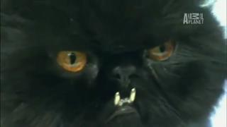 Cat with Gold teeth!!