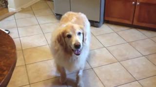 Stoned Golden Retriever