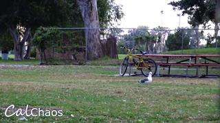 Bike Thieves Get A SHOCKING Surprise