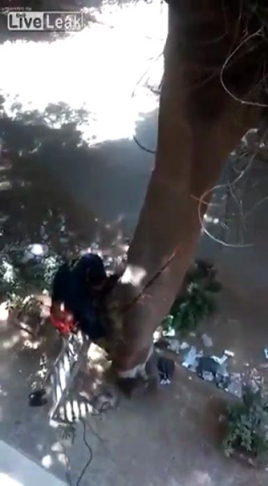 Guy tries to warn tree cutter,but he wouldn't listen