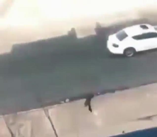 Woman Throws Cat Off Balcony Wtf Video eBaum's World