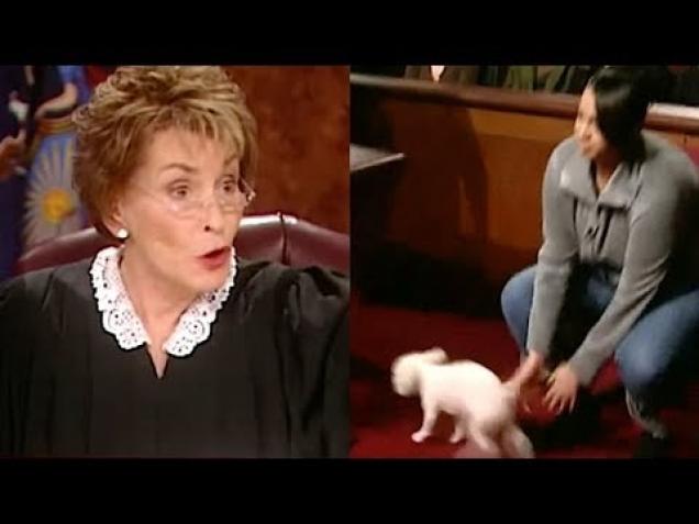 ℑudge ℑudy lets dog loose in court to find its REAL owner