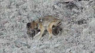 Coyote VS Bobcat - Video | eBaum's World