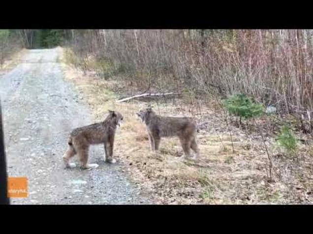 Lynx vs. Bobcat in Canada - Wow Video | eBaum's World