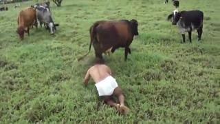 WTF,this cow took this man as his baby calf.