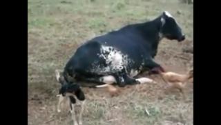 Dog Love's Big Girls, Sorry No Chickens.