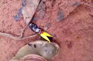 Two Stupid Guys Forcing A Snail To Smoke Weed.