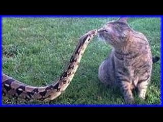 Cats & Snakes Fighting Real Life - Video | eBaum's World