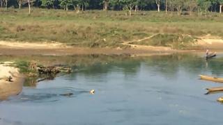 Crocodile Grabs Unsuspecting Dog