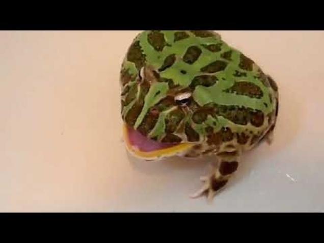 Не хватает памяти screaming frog