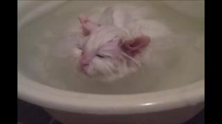Cat Loves A Warm Bath