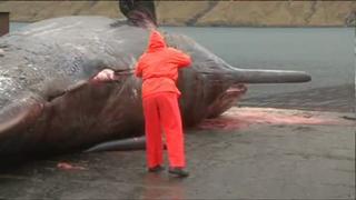 Exploding Sperm Whale