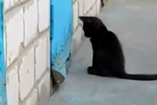 Hero Cat Saves A Dog