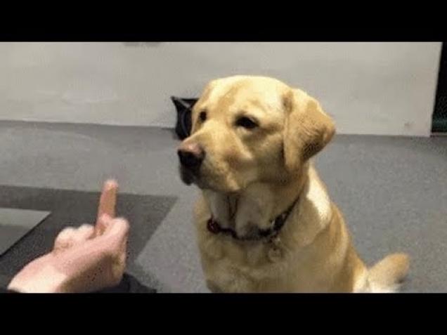 shirt with dog in pocket flipping you off