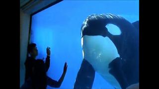 FLORIDA 2010 TILIKUM SEAWORLDS KILLER WHALE UP CLOSE