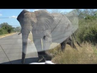 Elephant Attack on Tourists in South Africa - Video | eBaum's World