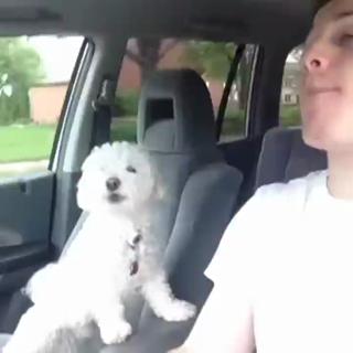 dog gets excited about road trip