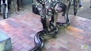 Anaconda Engulfs Man's Hand