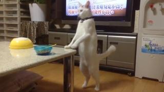 Japanese Cat Walks Backwards On Hind Legs