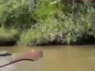Giant Yellow Anaconda Swallows Man Alive!