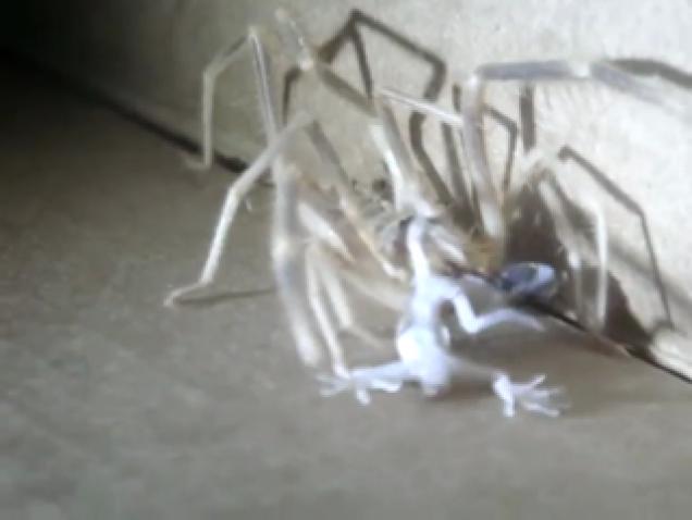 WTF.Camel Spider Devours Gecko in Iraq - Wtf Video | eBaum's World