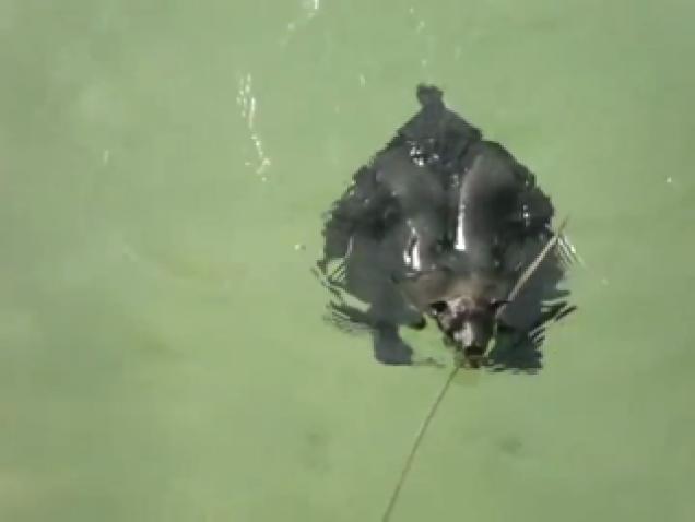 Bats Have Learned To Swim, Everyone Get Out Of The Pool - Wow Video ...